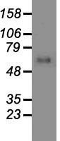GAD1 / GAD67 Antibody - Western blot analysis of 35ug of cell extracts from human Kidney (HEK293T) cells using anti-GAD1 antibody.