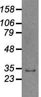 GAD1 / GAD67 Antibody - Western blot analysis of 35ug of cell extracts from canine Kidney (MDCK) cells using anti-GAD1 antibody.