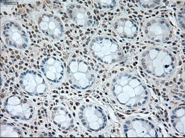 GAD1 / GAD67 Antibody - Immunohistochemical staining of paraffin-embedded colon tissue using anti-GAD1 mouse monoclonal antibody. (Dilution 1:50).