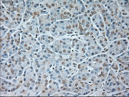 GAD1 / GAD67 Antibody - Immunohistochemical staining of paraffin-embedded pancreas tissue using anti-GAD1 mouse monoclonal antibody. (Dilution 1:50).