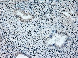 GAD1 / GAD67 Antibody - Immunohistochemical staining of paraffin-embedded endometrium tissue using anti-GAD1 mouse monoclonal antibody. (Dilution 1:50).