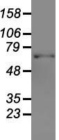 GAD1 / GAD67 Antibody - Western blot analysis of 35ug of cell extracts from canine Kidney (MDCK) cells using anti-GAD1 antibody.