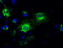 GAD1 / GAD67 Antibody - Anti-GAD1 mouse monoclonal antibody  immunofluorescent staining of COS7 cells transiently transfected by pCMV6-ENTRY GAD1. (The nuclei were counter-stained in blue).