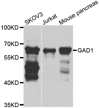 GAD1 / GAD67 Antibody - Western blot analysis of extracts of various cell lines.