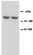 GAD1 / GAD67 Antibody -  This image was taken for the unconjugated form of this product. Other forms have not been tested.