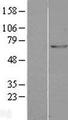 GAD1 / GAD67 Protein - Western validation with an anti-DDK antibody * L: Control HEK293 lysate R: Over-expression lysate
