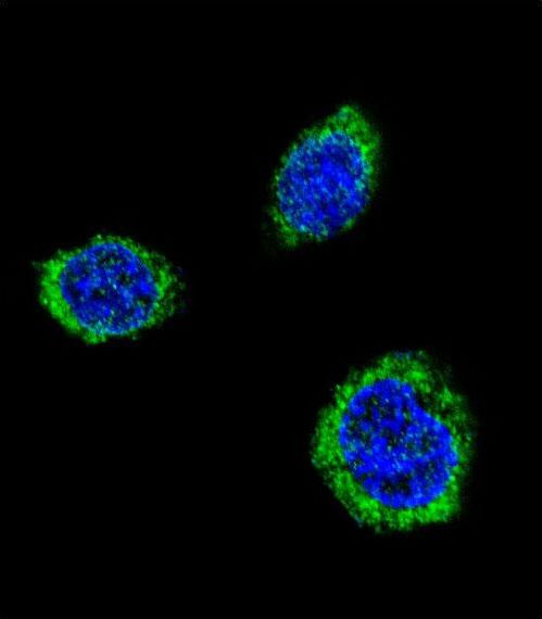 GAD65 Antibody - Confocal immunofluorescence of GAD2 Antibody with 293 cell followed by Alexa Fluor 488-conjugated goat anti-rabbit lgG (green). DAPI was used to stain the cell nuclear (blue).