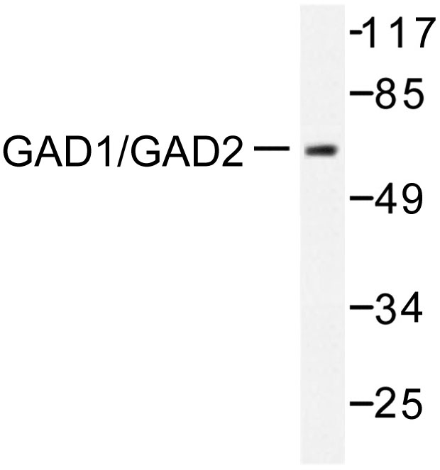 GAD65 Antibody - Western blot of GAD1/2 (D572) pAb in extracts from mouse brain.