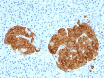 GAD65 Antibody - IHC testing of FFPE human pancreas with GAD65 antibody (clone GAD2/1960). Required HIER: boil tissue sections in 10mM citrate buffer, pH 6, for 10-20 min.