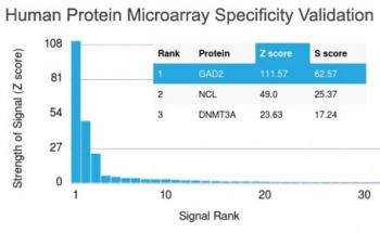 GAD65 Antibody - Analysis of HuProt(TM) microarray containing more than 19,000 full-length human proteins using GAD65 antibody (clone GAD2/1960). These results demonstrate the foremost specificity of the GAD2/1960 mAb. Z- and S- score: The Z-score represents the strength of a signal that an antibody (in combination with a fluorescently-tagged anti-IgG secondary Ab) produces when binding to a particular protein on the HuProt(TM) array. Z-scores are described in units of standard deviations (SDs) above the mean value of all signals generated on that array. If the targets on the HuProt(TM) are arranged in descending order of the Z-score, the S-score is the difference (also in units of SDs) between the Z-scores. The S-score therefore represents the relative target specificity of an Ab to its intended target.