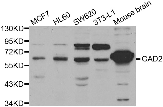 GAD65 Antibody - Western blot analysis of extracts of various cell lines, using GAD2 antibody.