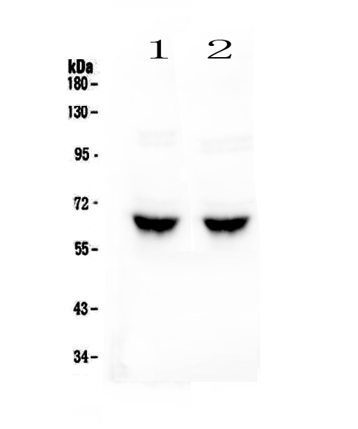 GAD65 Antibody - Western blot - Anti-GAD65 Picoband antibody
