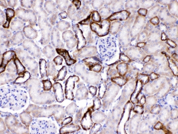GAD65 Antibody - IHC testing of FFPE rat kidney tissue with GAD65 antibody at 1ug/ml. Required HIER: steam section in pH6 citrate buffer for 20 min and allow to cool prior to testing.