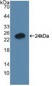 GADD45A / GADD45 Antibody - Western Blot; Sample: Recombinant GADD45a, Human.