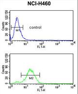 GADD45A / GADD45 Antibody - GADD45A Antibody flow cytometry of NCI-H460 cells (bottom histogram) compared to a negative control cell (top histogram). FITC-conjugated goat-anti-rabbit secondary antibodies were used for the analysis.