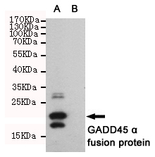 GADD45A / GADD45 Antibody - Western blot detection of GADD45 alpha in CHO-K1 cell lysate ( B ) and CHO-K1 transfected by GADD45 alpha His fusion protein ( A ) cell lysate using GADD45 alpha mouse monoclonal antibody (1:1000 dilution). Predicted band size: 22KDa. Observed band size:22KDa.