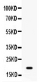 GADD45A / GADD45 Antibody - Western blot - Anti-GADD45A/Gadd 45Alpha Picoband Antibody