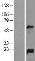 GADD45A / GADD45 Protein - Western validation with an anti-DDK antibody * L: Control HEK293 lysate R: Over-expression lysate