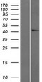 GADL1 Protein - Western validation with an anti-DDK antibody * L: Control HEK293 lysate R: Over-expression lysate