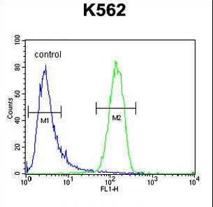 GAGE13 Antibody - GAGE13 Antibody flow cytometry of K562 cells (right histogram) compared to a negative control cell (left histogram). FITC-conjugated goat-anti-rabbit secondary antibodies were used for the analysis.