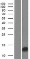 GAGE13 Protein - Western validation with an anti-DDK antibody * L: Control HEK293 lysate R: Over-expression lysate