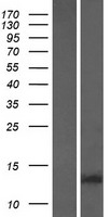 GAGE2B Protein - Western validation with an anti-DDK antibody * L: Control HEK293 lysate R: Over-expression lysate