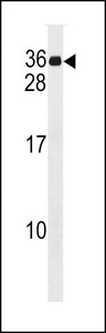 GAJ / MND1 Antibody - MND1 Antibody western blot of HepG2 cell line lysates (35 ug/lane). The MND1 antibody detected the MND1 protein (arrow).