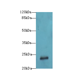 GAJ / MND1 Antibody - Western blot. All lanes: MND1 antibody at 10 ug/ml+Jurkag- whole cell lysate Goat polyclonal to rabbit at 1:10000 dilution. Predicted band size: 24 kDa. Observed band size: 24 kDa.