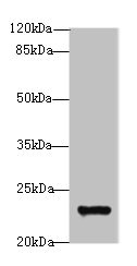 GAJ / MND1 Antibody - Western blot All lanes: MND1 antibody at 10µg/ml + Jurkat whole cell lysate Secondary Goat polyclonal to rabbit IgG at 1/10000 dilution Predicted band size: 24 kDa Observed band size: 24 kDa
