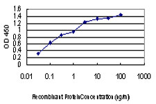 GAK Antibody - Detection limit for recombinant GST tagged GAK is approximately 0.03 ng/ml as a capture antibody.