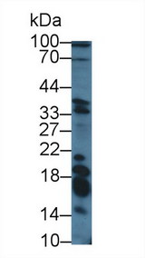 GAL / Galanin Antibody - Western Blot; Sample: Human 293T cell lysate; Primary Ab: 3µg/ml Rabbit Anti-Human GAL Antibody Second Ab: 0.2µg/mL HRP-Linked Caprine Anti-Rabbit IgG Polyclonal Antibody