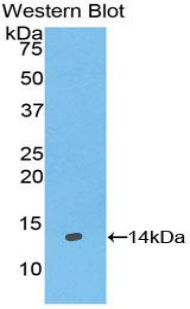 GAL / Galanin Antibody - Western blot of recombinant GAL / Galanin.  This image was taken for the unconjugated form of this product. Other forms have not been tested.