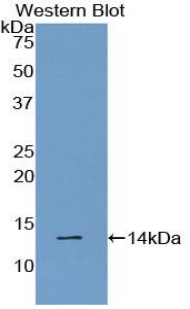 GAL / Galanin Antibody - Western blot of recombinant GAL / Galanin.  This image was taken for the unconjugated form of this product. Other forms have not been tested.