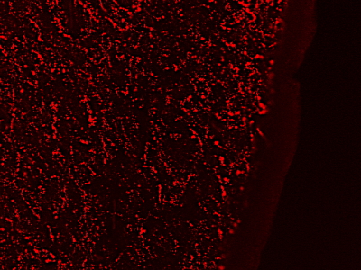 GAL / Galanin Antibody - Goat Anti-GAL Antibody (0.3µg/ml) staining of PFA-perfused cryosection of Human Hypothalamus. Antigen retrieval with citrate buffer pH 6 at 80C for 30min, Cy3-staining. Data obtained by Prof. Erik Hrabovszky, Inst, Exp, Med., Budapest, Hungary.