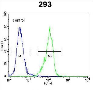 GAL / Galanin Antibody - GAL Antibody flow cytometry of 293 cells (right histogram) compared to a negative control cell (left histogram). FITC-conjugated goat-anti-rabbit secondary antibodies were used for the analysis.
