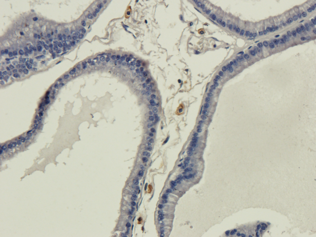 GAL / Galanin Antibody - IHC on rat prostate.