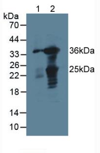 GAL4 / Galectin 4 Antibody - Western Blot; Sample: Lane1: Mouset Large Intestine Tissue; Lane2: Mouse Intestine Tissue.