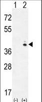 GALK1 / GK1 Antibody - Western blot of GALK1 (arrow) using rabbit polyclonal hGALK1-A360. 293 cell lysates (2 ug/lane) either nontransfected (Lane 1) or transiently transfected (Lane 2) with the GALK1 gene.