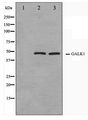 GALK1 / GK1 Antibody - Western blot of NIH-3T3 and HeLa cell lysate using GALK1 Antibody