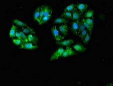 GALK1 / GK1 Antibody - Immunofluorescent analysis of HepG2 cells diluted at 1:100 and Alexa Fluor 488-congugated AffiniPure Goat Anti-Rabbit IgG(H+L)