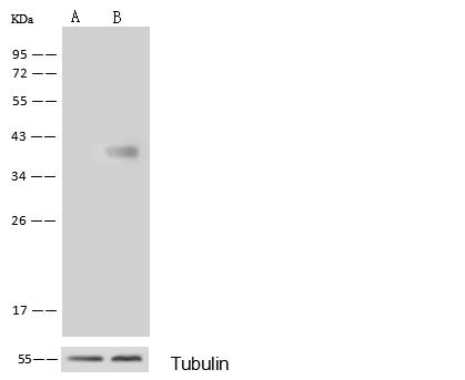 GALK1 / GK1 Antibody - Anti-GALK1 rabbit polyclonal antibody at 1:500 dilution. Lane A: GALK1 konckout Hela Whole Cell Lysate. Lane B: Hela Whole Cell Lysate. Lysates/proteins at 10 ug per lane. Secondary: Goat Anti-Rabbit IgG (H+L)/HRP at 1/10000 dilution. Developed using the ECL technique. Performed under reducing conditions. Predicted band size: 42 kDa. Observed band size: 42 kDa.