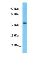 GALK2 Antibody - Western blot of GALK2 Antibody with human HepG2 Whole Cell lysate.  This image was taken for the unconjugated form of this product. Other forms have not been tested.