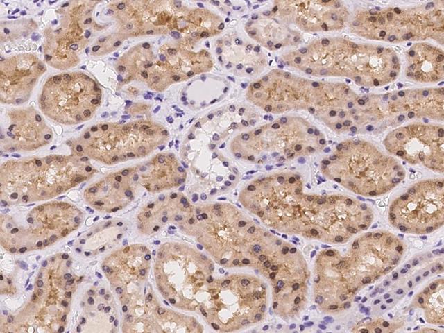 GALK2 Antibody - Immunochemical staining of human GALK2 in human kidney with rabbit polyclonal antibody at 1:100 dilution, formalin-fixed paraffin embedded sections.