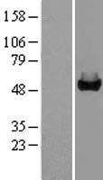 GALK2 Protein - Western validation with an anti-DDK antibody * L: Control HEK293 lysate R: Over-expression lysate