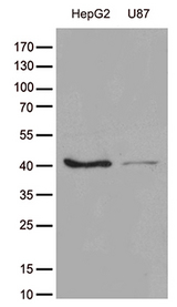 GALM / Mutarotase Antibody - Western blot analysis of extracts. (35ug) from cell lines by using anti-GALM monoclonal antibody. (1:500)
