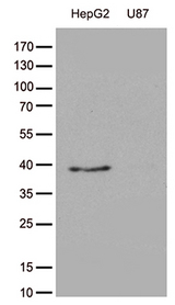 GALM / Mutarotase Antibody - Western blot analysis of extracts. (35ug) from cell lines by using anti-GALM monoclonal antibody. (1:500)