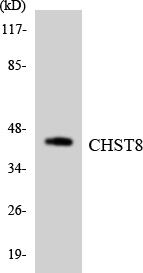 GALNAC4ST1 / CHST8 Antibody - Western blot analysis of the lysates from HT-29 cells using CHST8 antibody.