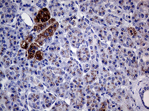 GALNT10 Antibody - Immunohistochemical staining of paraffin-embedded Human pancreas tissue within the normal limits using anti-GALNT10 mouse monoclonal antibody. (Heat-induced epitope retrieval by 1mM EDTA in 10mM Tris buffer. (pH8.5) at 120°C for 3 min. (1:500)