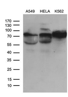 GALNT10 Antibody - Western blot analysis of extracts. (35ug) from 3 different cell lines by using anti-GALNT10 monoclonal antibody. (1:500)