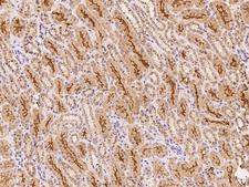 GALNT18 / GALNTL4 Antibody - Immunochemical staining of human GALNT18 in human kidney with rabbit polyclonal antibody at 1:500 dilution, formalin-fixed paraffin embedded sections.